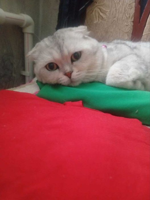 шотландская вислоухая кот (скоттиш-фолд).