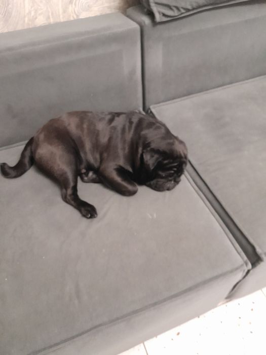 Продам мопса кабель