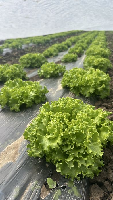 Salata creata la vanzare