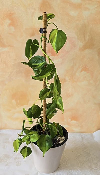 Фикус Тинеке,  шлюмбергера