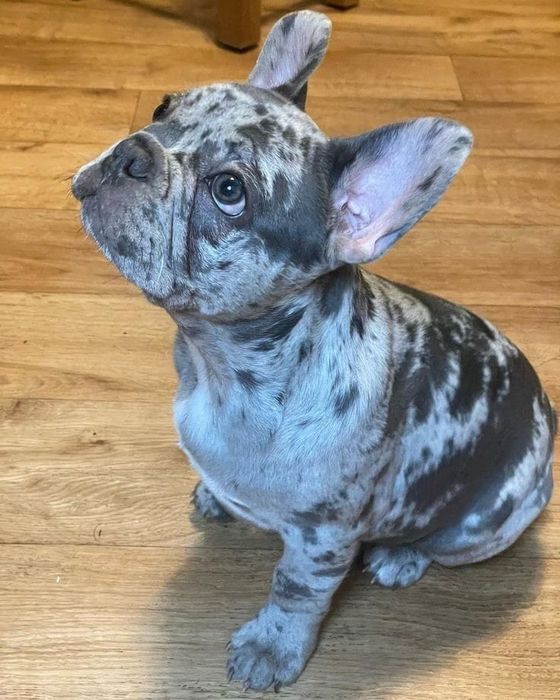 Bulldog francez mascul disponibil
