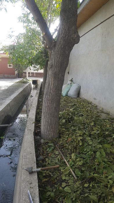 Дарахт Ёнгок 40 йиллик