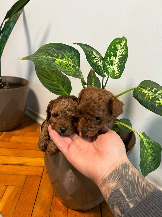 Пудел той Pudlle toy