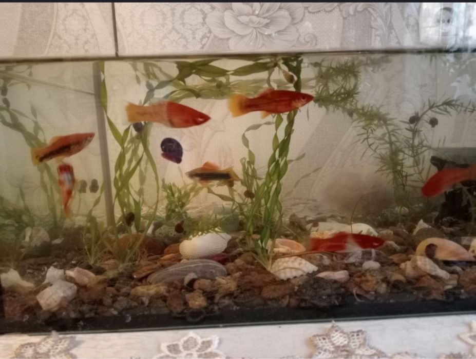 Аквариум с рыбками