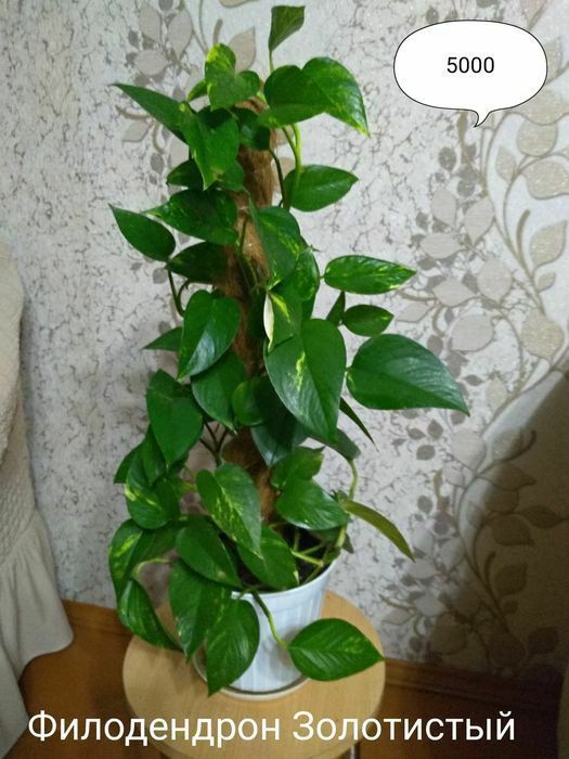 Продам Сциндапсусы