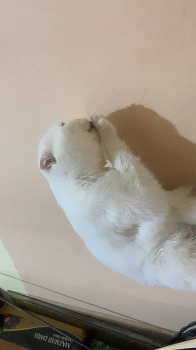 Мушук кошиш учун