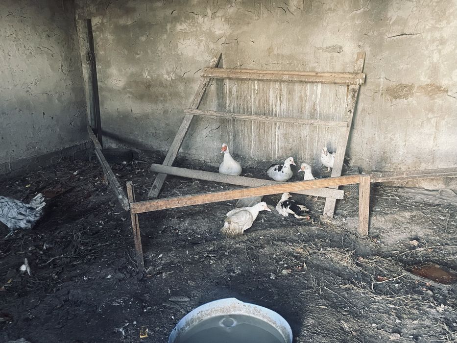 Тауык Үйрек сатылады