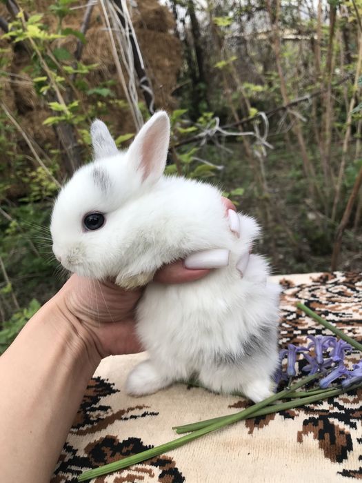 Кролики декоративные ккрликовые