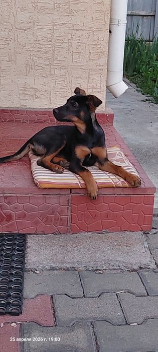 Щенок девочка бесплатно