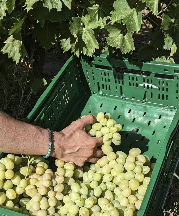 Struguri alb de suruceni si moldova