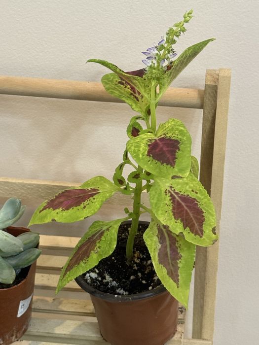 Набор из 6 цветов