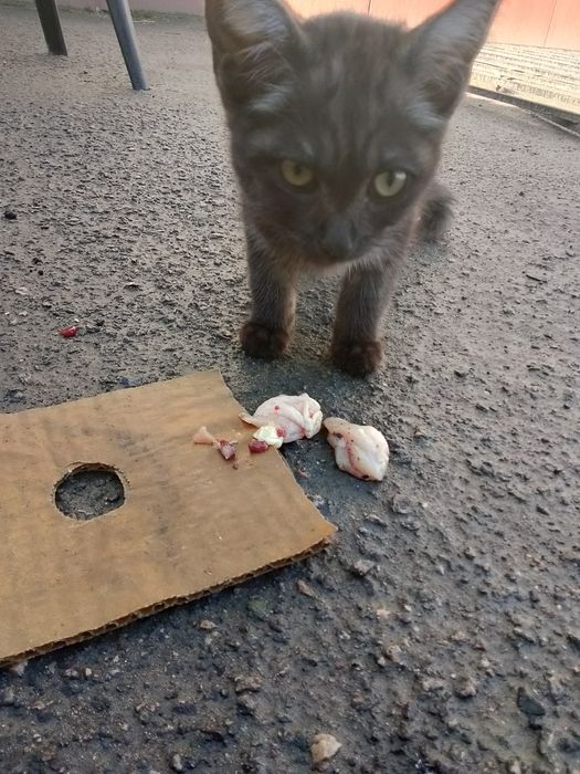 Отдам котёнка два месяца