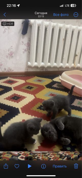 Шотландский прямоухие