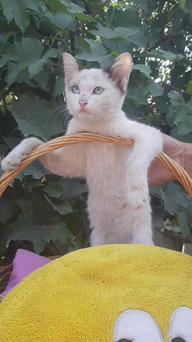 Котята в добрые руки с доставкой