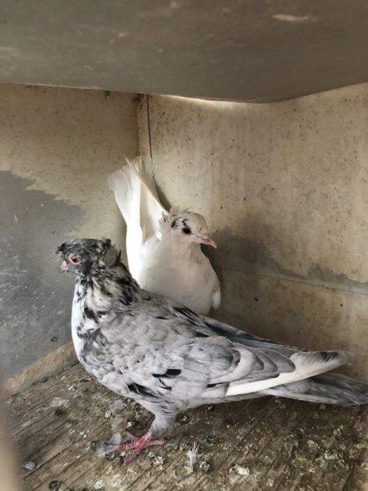 Продажа бакинские .