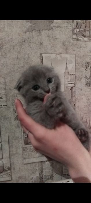 Продам котят девочек, вислоухие 15.000