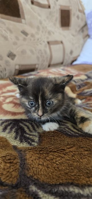 Отдам котят в добрые руки