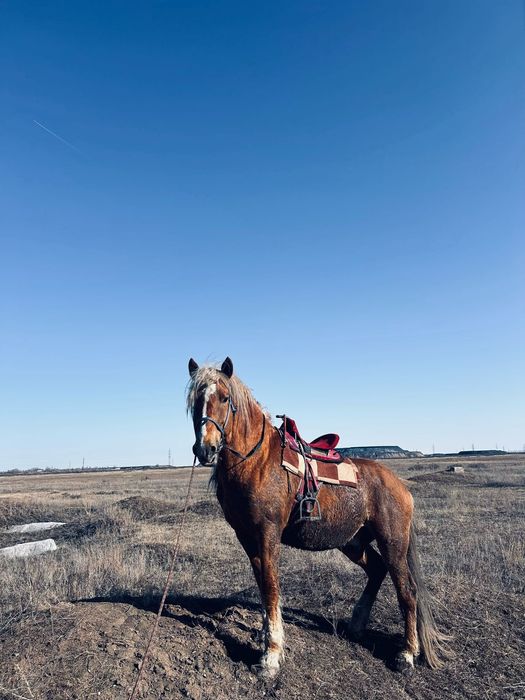 Айгыр сатылады 7 жасар