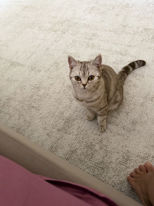 Ищу кота для вязки
