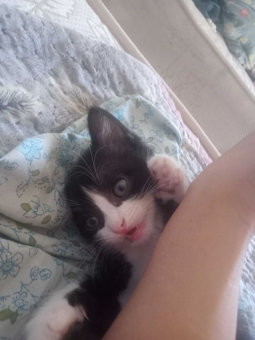 Отдается котенок