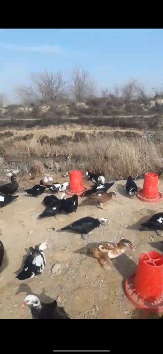 Продаю  индоутки