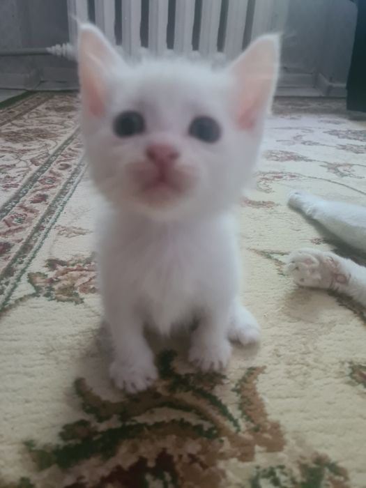 Анальды сипау бейне