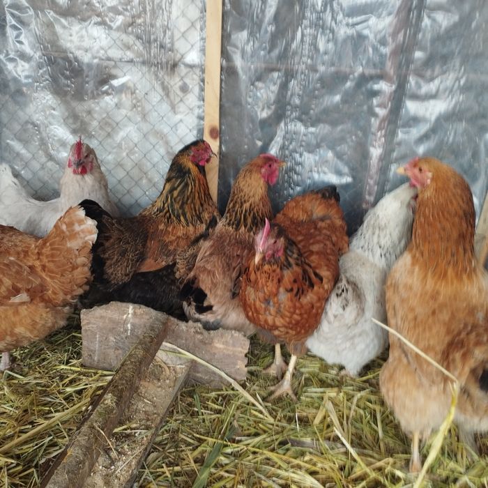 Продам куры домашние