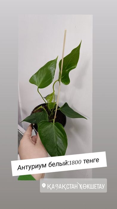 Антуриум белый:1800 тенге