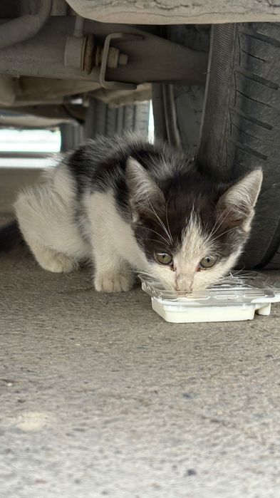 Уличный котенок ищет дом