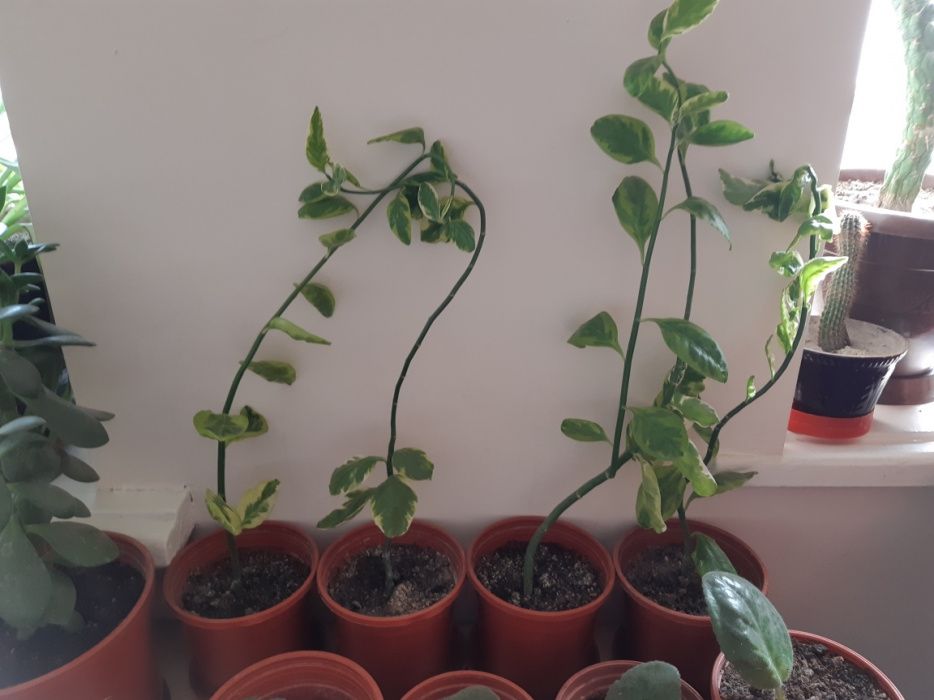 Цветы шикарные.поднимают настроение и улучшают цвет лица