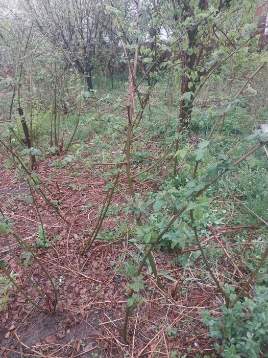 Саженцы ежемалина