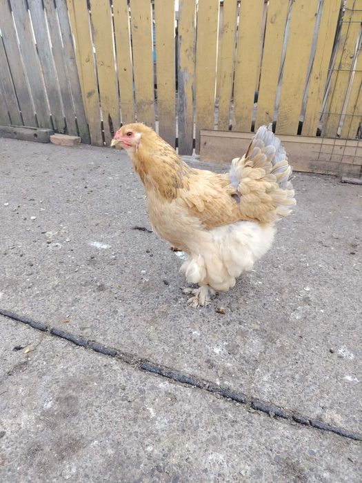 Brahma găini de aproximativ un an