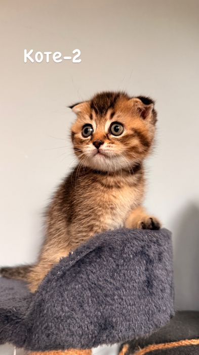 Британски котета