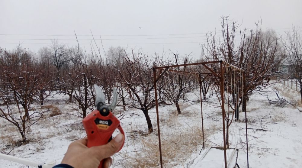 Обрезка плодовых деревьев