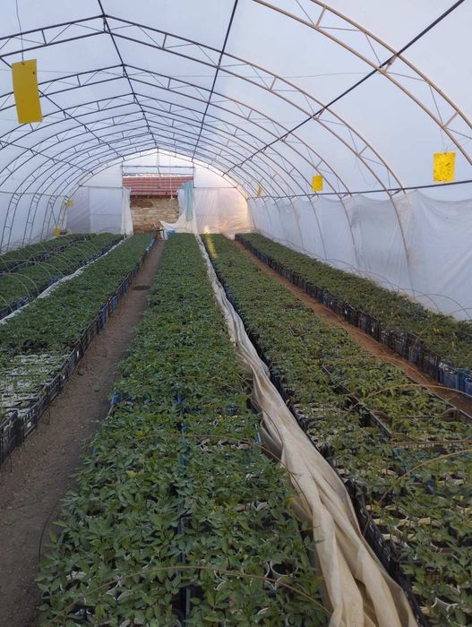 Продавам разсад в с. Девене, обл. Враца