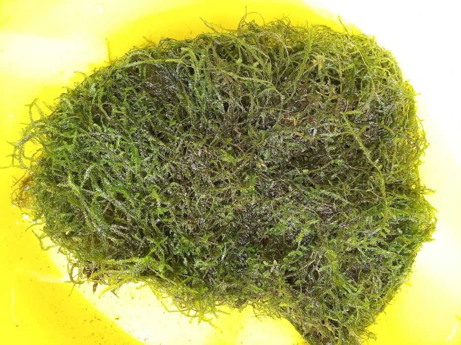 Водни растения за аквариуми