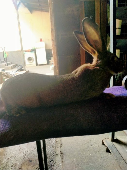 Продам Фландор кролик