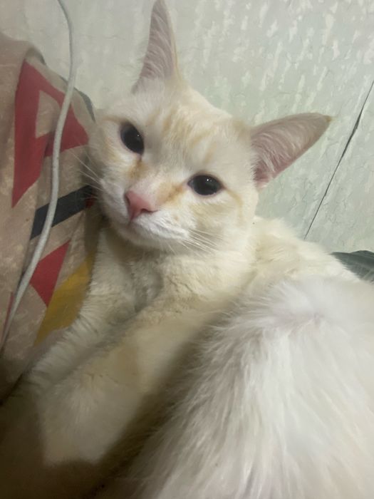 Отдам кота в добрые руки