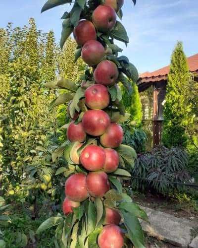 Pomi columnari si pitici