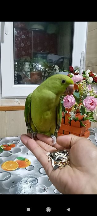 Ruchnoy qolga organgan Orjerela qushi sotiladi