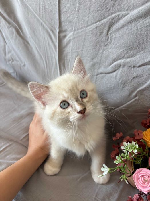 котета Рагдол-Ragdoll kittens