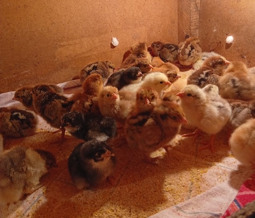 Цыплята суточные