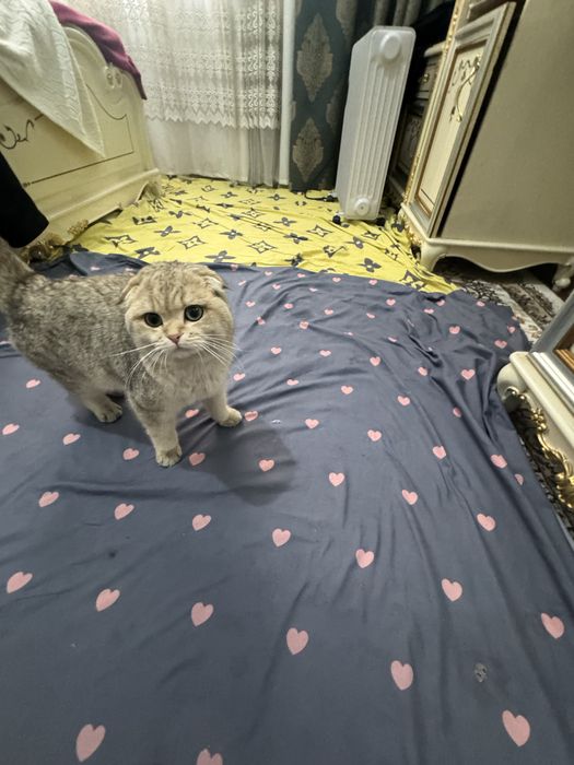 Scotish Fild mushugi sotiladi!!!