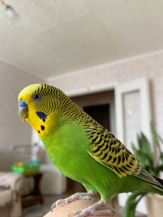 Волнистые папугай