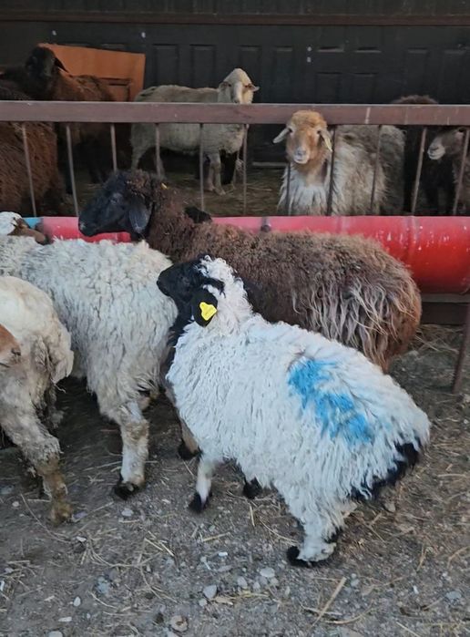 КозлыКой Сатылады