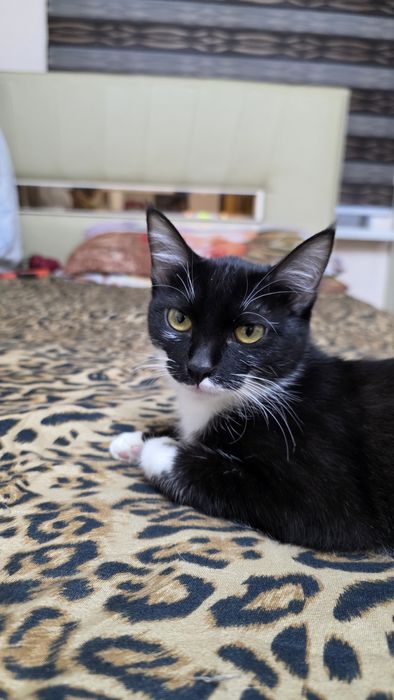 Mushukcha yaxshi qoʻllarga