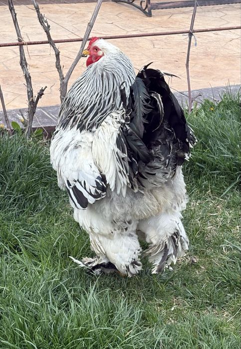 Vand cocos Brahma