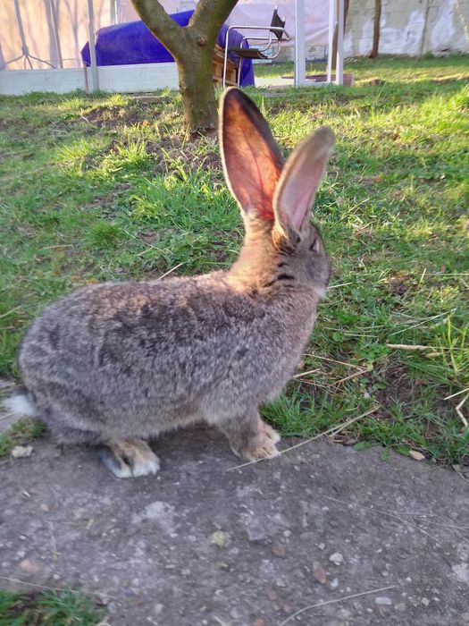 Iepuri uriaș german