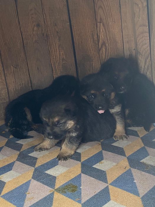Щенки немецкой овчарки
