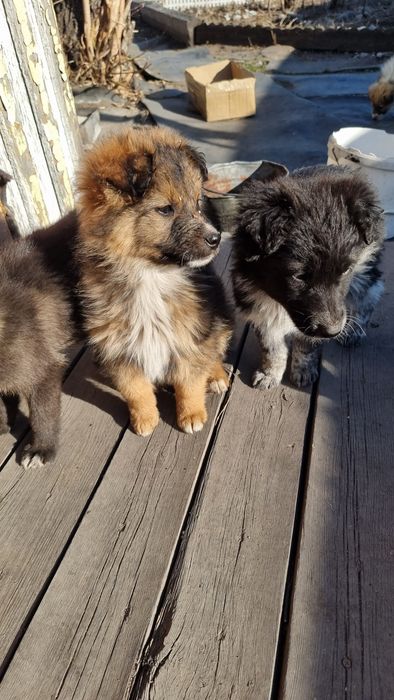 Щенки заботливым хозяевам